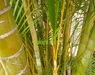 Chrysalidocarpus (dypsis) lutescens
