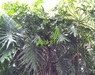 Philodendron (selloum) bipinnatifidum