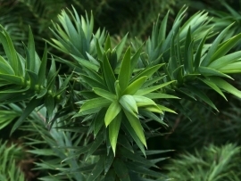 Araucaria angustifolia