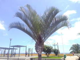 Dypsis decaryi