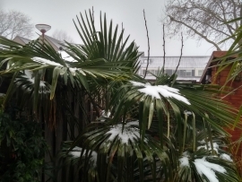 Winterbescherming van palmbomen