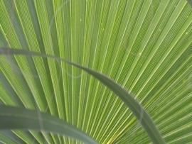 Groeiwijze van palmen